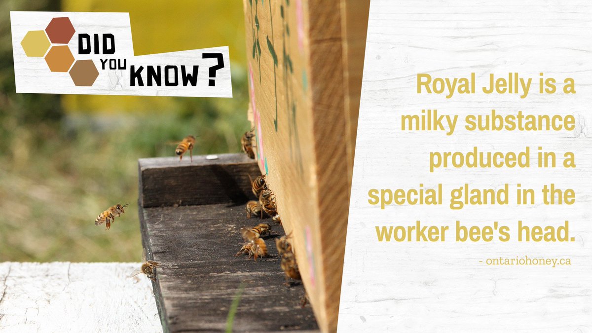 Bees feed Royal Jelly to their larvae!  #DYK #HowToBee