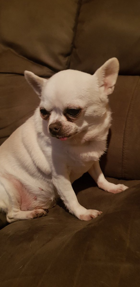 LouLyn10's tweet photo. #MyPetIn5Words old,toothless, diabetic, blind, fatass https://t.co/abDEsV9OIy