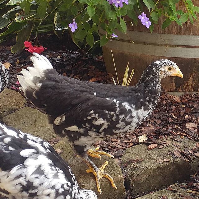 PamsBackyard's tweet photo. Love these Mottled Javas! This is Mocha and she loves to sit in my lap and talk. #pamsbackyardchickens #javachicken #raisingchickens #backyardflock #backyardchickens #instachicken #rurallife #iheartmychickens #pullets #chickensofinstagram #chickensofig https://t.co/OzGM6vpKFQ https://t.co/4KbVCLfu6C
