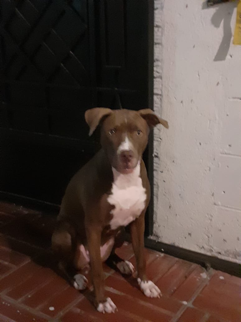 alertux's tweet photo. #MascotasALX
Canela busca hogar, tiene 3 años aprox, está esterilizada, es muy juguetona y cariñosa. Si deseas adoptarla comunicate por medio de un DM  con @yvillanuevar

¡Da RT o compártelo con todos tus contactos! https://t.co/VjkL73YJEF