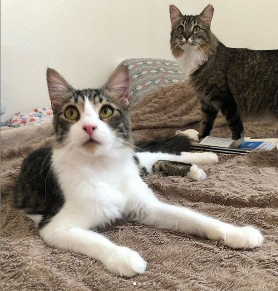 It was love at first sight when Neeko & Alffie’s mom saw them at PetSmart 😍 Come to our stores Sept. 13 – 15 for @PetSmartChariTs National Adoption Weekend to meet cuties like Neeko & Alffie looking for their forever home. #fortheloveofpets #iadopted {📷IG heyitssahari_}