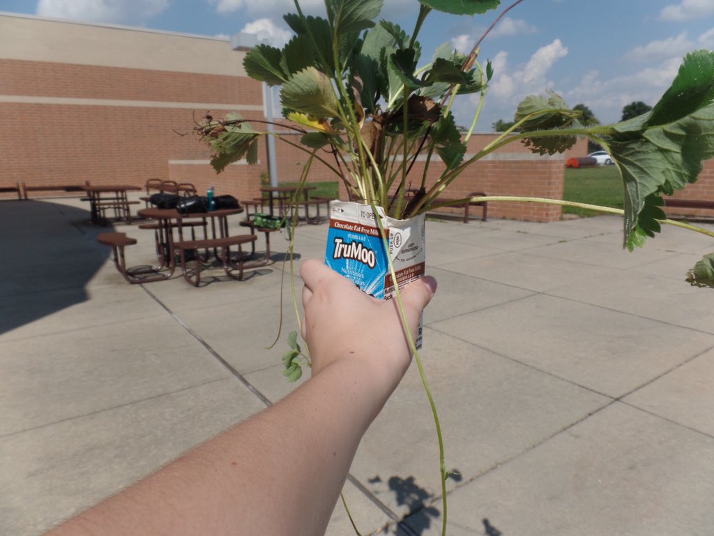 thefacsofhicks's tweet photo. After another bountiful harvest, Seeds of North is selling starwberry plants at tonight’s volleyball game. Maybe a future football game. All proceeds support the @MLMaierPantry!! @avonnorth1 @AMSNOrioles @koontzscience8 https://t.co/VrGblvaVtk