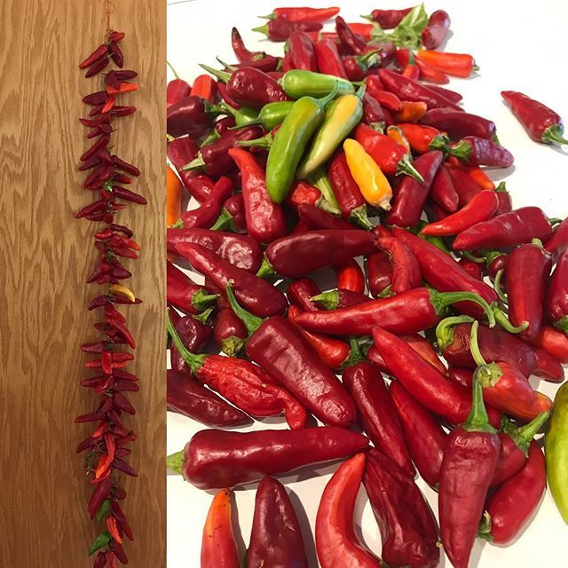 sipstirgo's tweet photo. My garden haul. Fish peppers go from cream to ultimately red which is when they’re hottest. I’m drying these to make chili powder. #fishpeppers #fishpepper #peppers #eatlocal #homegrown #locavore #homestead #hothothot #nofilter https://t.co/EPAFfHUlQl https://t.co/12ANqDLHgL