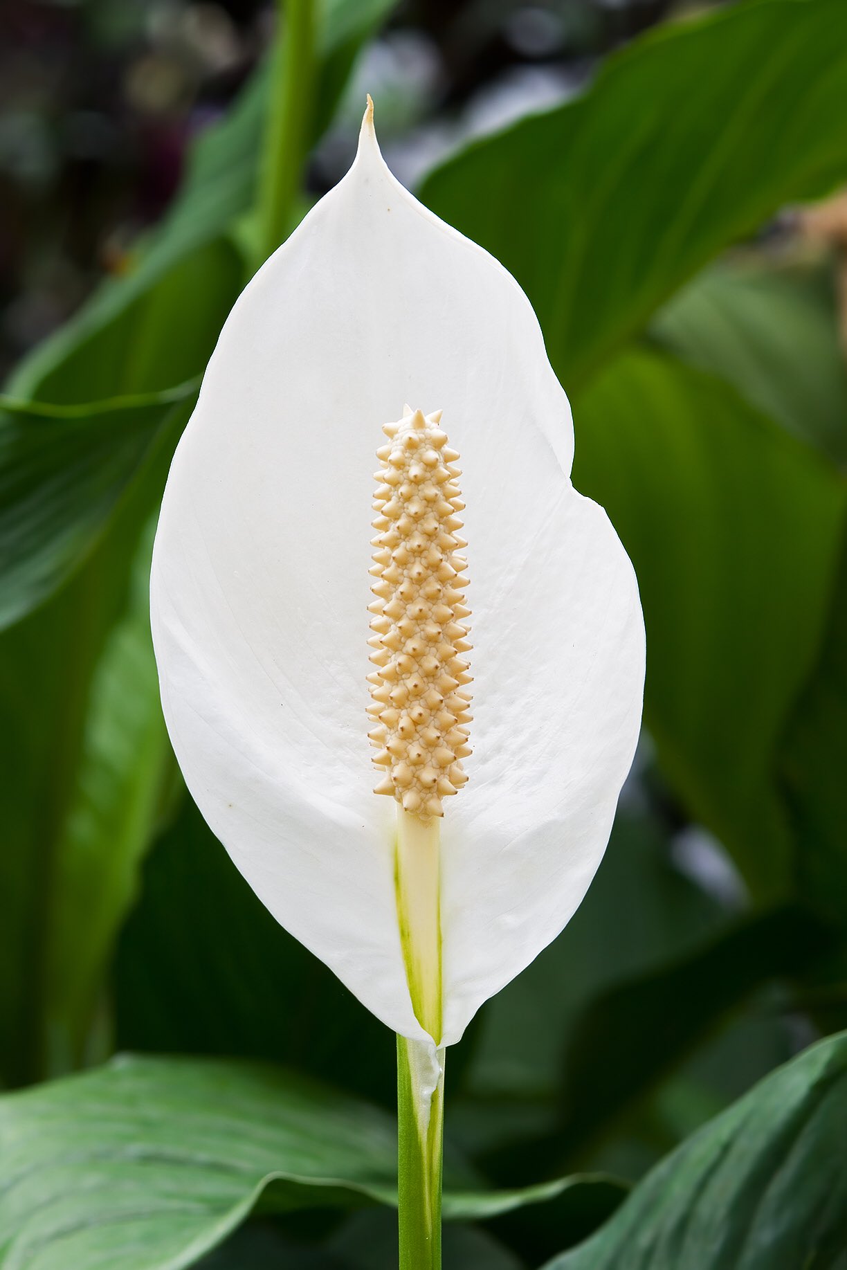 草木のこと Spathiphyllum スパティフィラム 熱帯アメリカ原産のサトイモ科多年草 白い花 のように見える部分は仏炎苞と呼ばれる 英語では何故かこの花をpeace Lily 平和の百合と呼ぶ ユリ科とは違うし その由来は良くわからない 白い仏炎苞が平和の