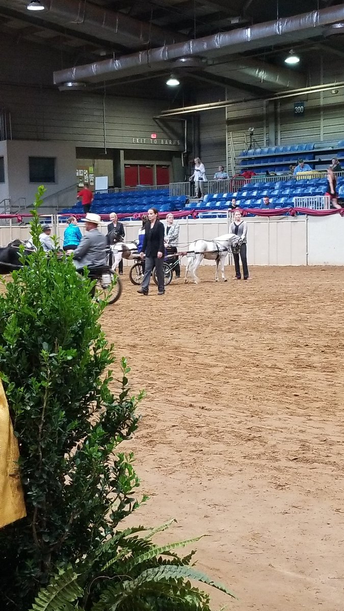 The show is ROLLING along AMHR NATIONALS.