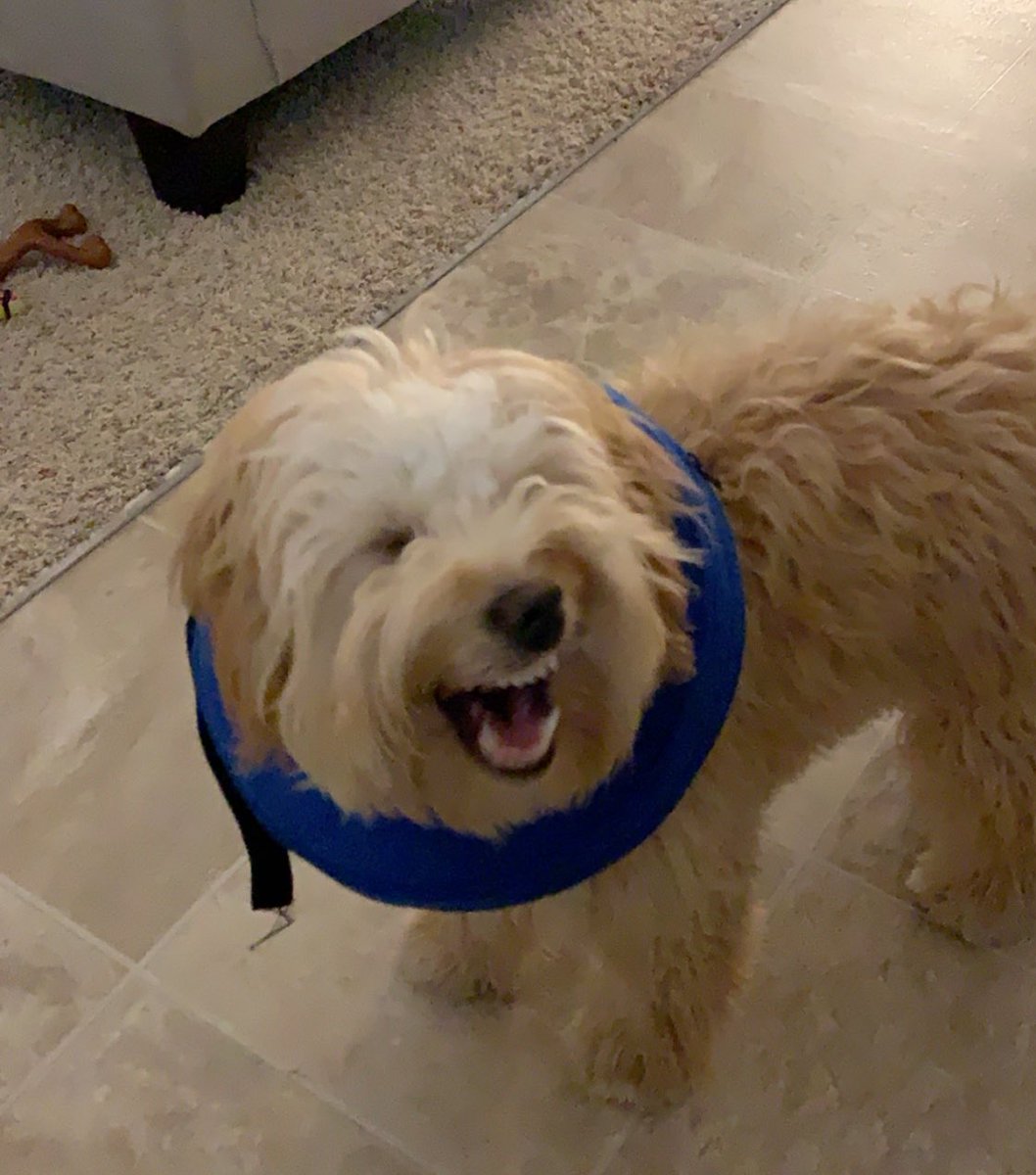 #tbt to when I told my dog the funniest joke of her life