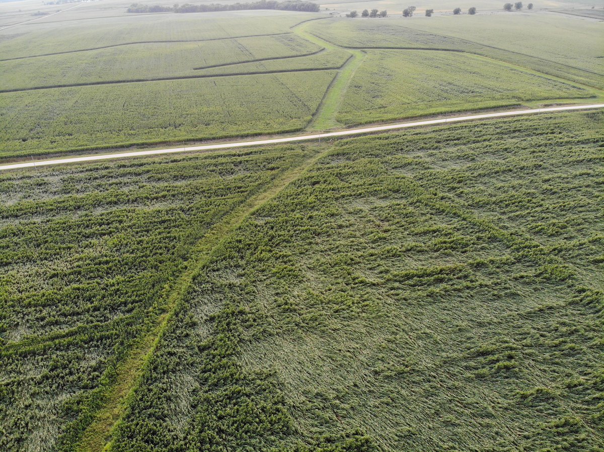 dodgebrosfarm's tweet photo. Monday night’s storm has made a mess of a lot of corn around here. Looks like a split hybrid planting here... #harvestnightmare #lowandslow #morestormscoming https://t.co/UFNsSMouug