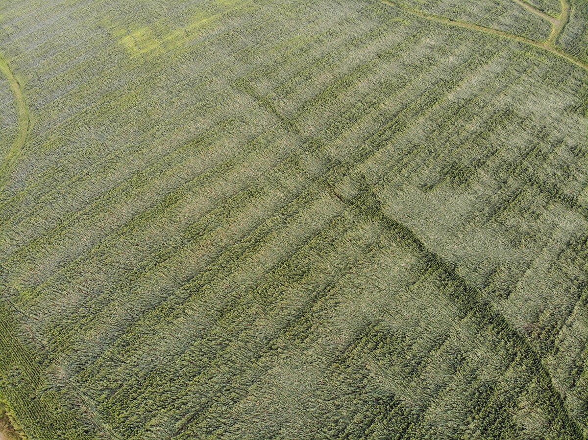 dodgebrosfarm's tweet photo. Monday night’s storm has made a mess of a lot of corn around here. Looks like a split hybrid planting here... #harvestnightmare #lowandslow #morestormscoming https://t.co/UFNsSMouug