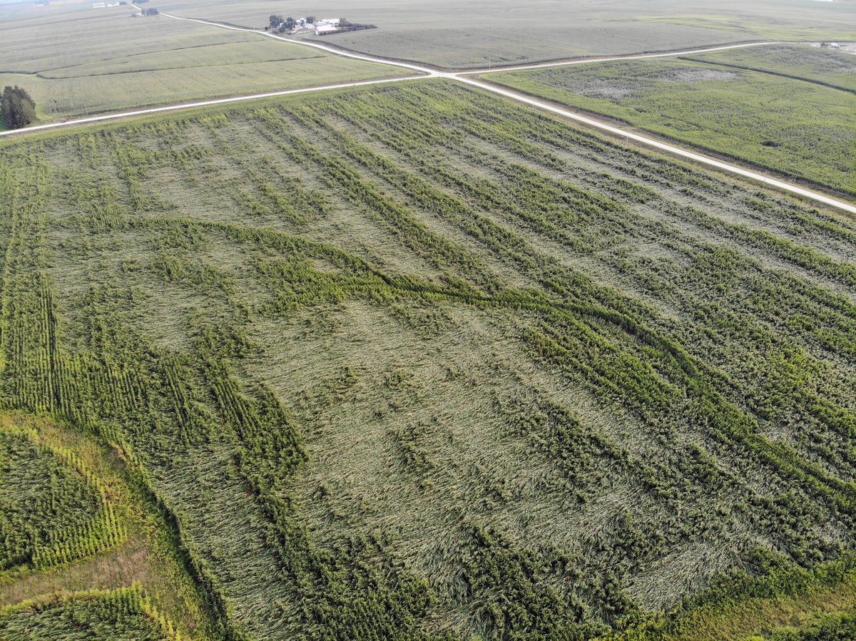 dodgebrosfarm's tweet photo. Monday night’s storm has made a mess of a lot of corn around here. Looks like a split hybrid planting here... #harvestnightmare #lowandslow #morestormscoming https://t.co/UFNsSMouug