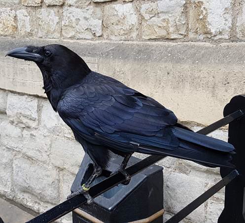 Fitzroy_Place's tweet photo. Did you know there are currently seven ravens in @TowerOfLondon ? Legend dating back to Charles II says that if they leave, England will fall. To keep them content, they are each given a ration of 6oz raw meat daily. #toweroflondon #raven #meat #london https://t.co/3J9fVjqc60