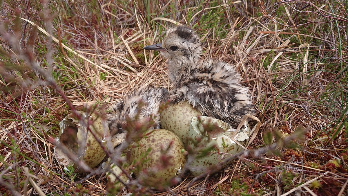 NPWSIreland's tweet photo. The 2019 report of the @DeptAHG @npwsBioData #CurlewConservationProgramme is now available at https://t.co/pX62nJ9mlq
Sincere thanks to all involved, especially the Curlew Action Teams and the local landowners and communities 🐣🐥 https://t.co/jmcjaAFdEn
