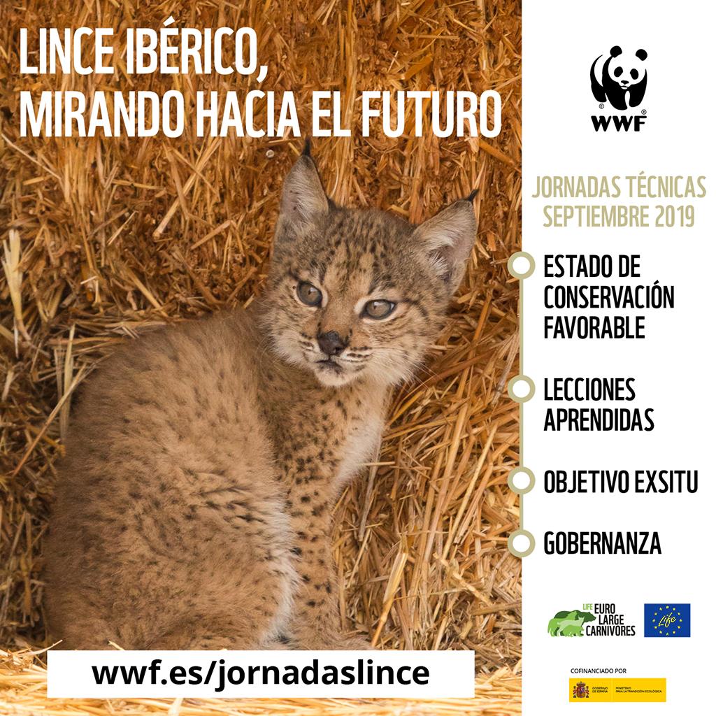 Los días 24 al 26 de Septiembre organizamos las Jornadas: El lince Ibérico: mirando hacia el futuro. Presentaremos las conclusiones mas recientes sobre su gestión y sobre todo plantearemos y analizaremos los retos de futuro.
Las plazas para asistir son limitadas, ¡apúntate ya¡