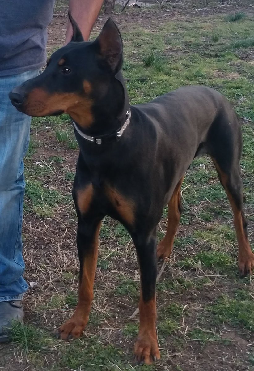 Itsfeggy420's tweet photo. I lost my 1 1/2 year old doberman in Wichita Kansas. Please if anyone sees a doberman with a birth mark on his left pec call 316 570 9597. Plz! It's only been a day since he disappeared and I miss him so much! Tweeter plz do your thing for the one time share and pass the word! https://t.co/ILzV776uba