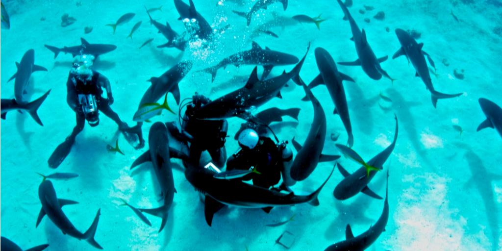 Check out this top shallow reef diving location in Nassau. Great for beginners and pros alike! hubs.ly/H0g-fRC0