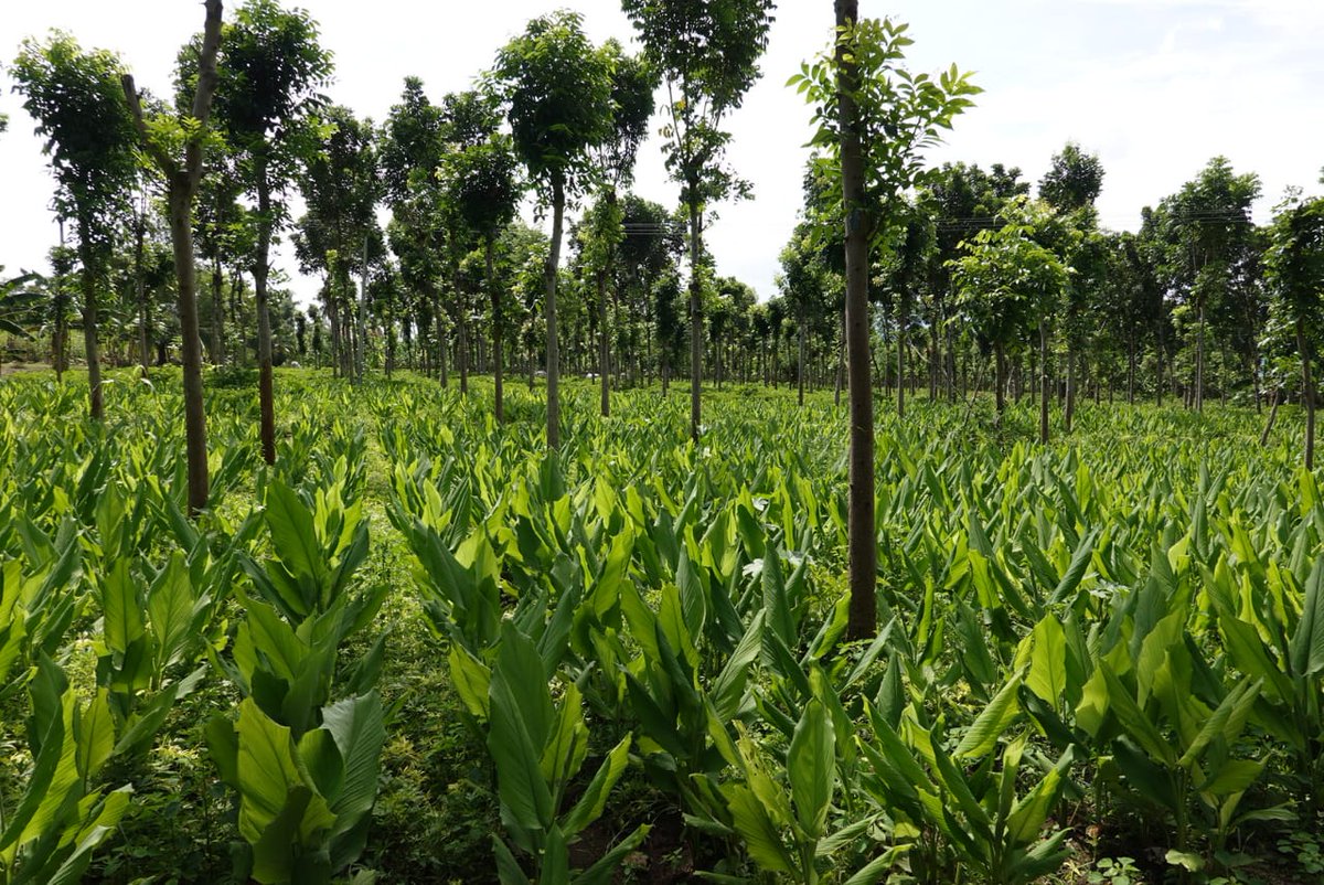 SadhguruJV's tweet photo. Mevani farmer Senthil has successfully demonstrated that agroforestry can not only enhance soil health but also co-exist with food crops. This is an ideal farm that serves both economy &amp; ecology. -Sg #CauveryCalling #CauveryDiaries https://t.co/BrJBOTYp2K https://t.co/wlqyJxqdG8