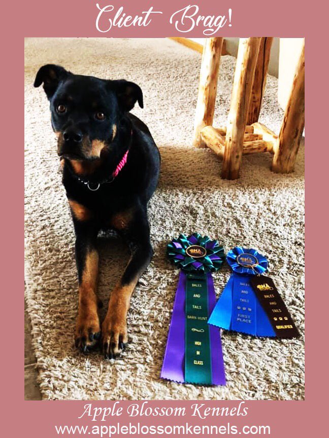 AppleKennels's tweet photo. CLIENT BRAG!: Brandy, owned by Candice Kennedy started training &amp; competing together in Barn Hunt, less than a year ago, and Brandy has already attained her Senior title (June 2019)! Brandy even received a HIT! CONGRATULATIONS BRANDY &amp; CANDICE! 🐀🐀🐀 photo by Candice Kennedy https://t.co/wzYV1afeuq