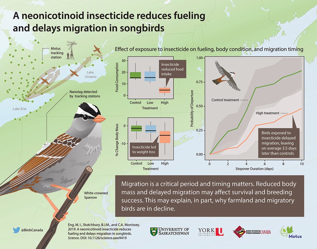 Birds Canada tweet media