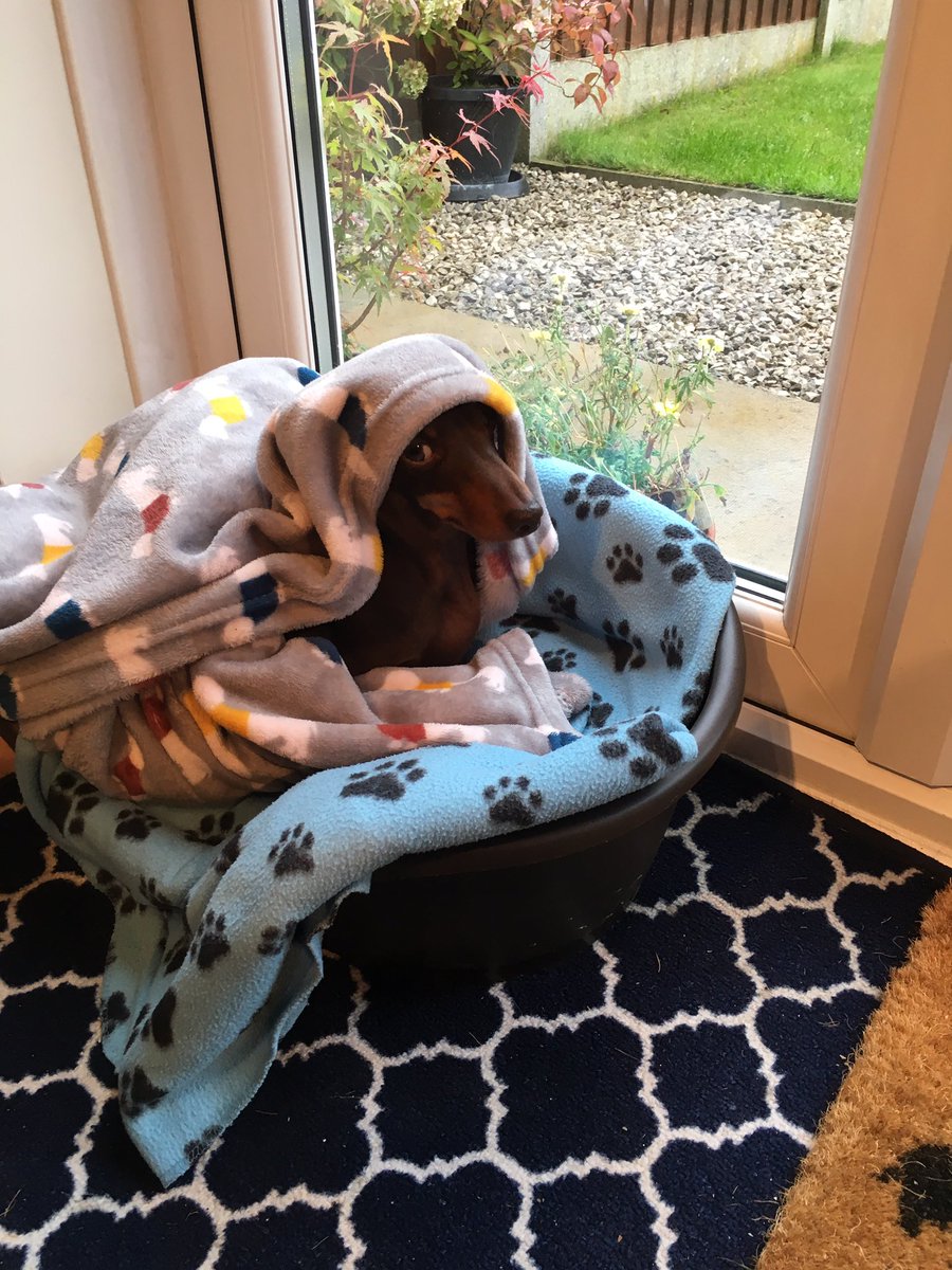 mrssimm's tweet photo. William the minature dachshund is heartbroken that his Uncle @JoeMills20 won’t be on @WishFmOfficial for much longer. He has taken to his bed when we broke the news to him 😂😂 #SausageDogsLoveRugbyLeague #TeamMilko https://t.co/qQ215uuqMI