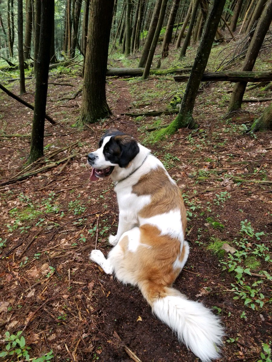 Dr_Baroopi's tweet photo. Got a little bit yelled at today for going crazy on the #deerpath. They just don’t get it. There are SO MANY SMELLS 🦌 🦌 🦌 #baddog #live2sniff #forestdog https://t.co/d9YSXteU2j