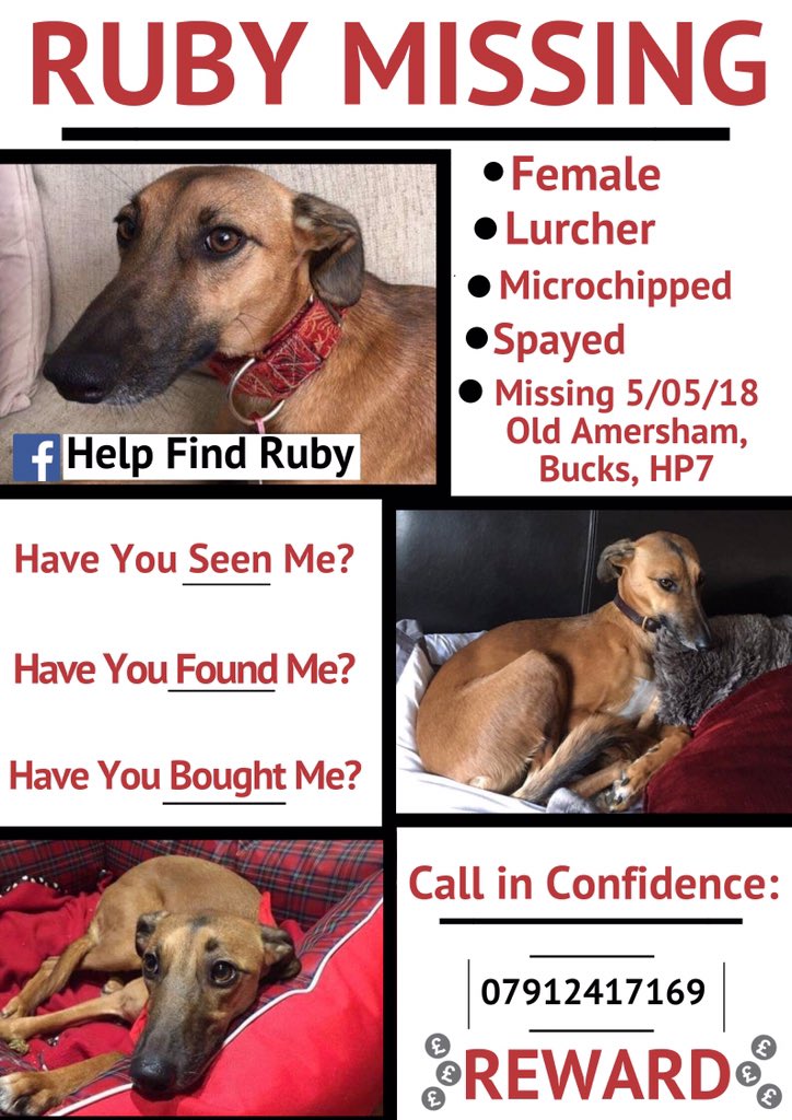 MissingPetsGB's tweet image. 🐕 Friday's are RUBY'S day 💙
Could we have some more people tweeting  tomorrow for #FindRubyFriday ? 
Please can anyone spare 2 minutes and tweet Ruby's poster??
We will retweet. Please help us find Ruby. 🙏 #Rubystillmissing 🙏🤞
 @raeabarnett