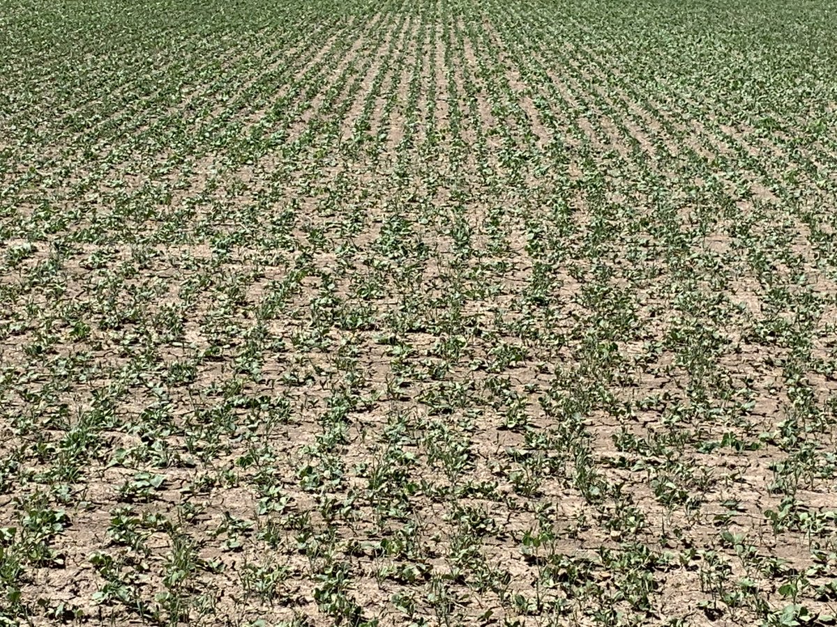 SoilSouthern's tweet photo. 18# black Oats 18# cereal rye 
  3# flaxseed
  2# purple top turnips planted 3 weeks ago!  From a satisfied costumer. #covercrops https://t.co/aJ3BgfKmbx