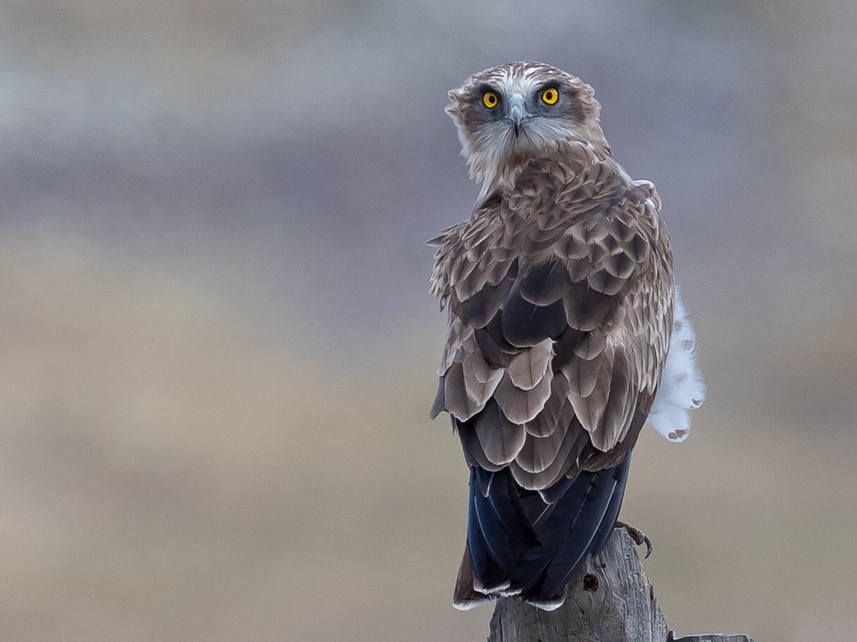 Tedsmithimages's tweet photo. Short-toed Eagle, Armenia, September 2019. @naturalists @Wildphoto4all @armenia_explore @armenia https://t.co/YZxfjBTNmU
