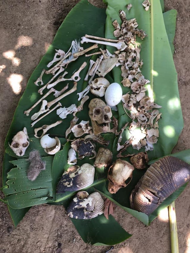 The remains of various prey items and an infertile egg collected from the nest of a South American harpy eagle.

(Photo: Jack Hoopia)