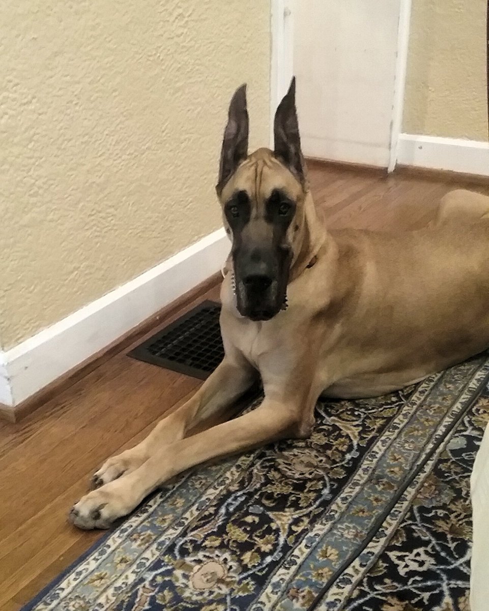 great dane service dog for sale