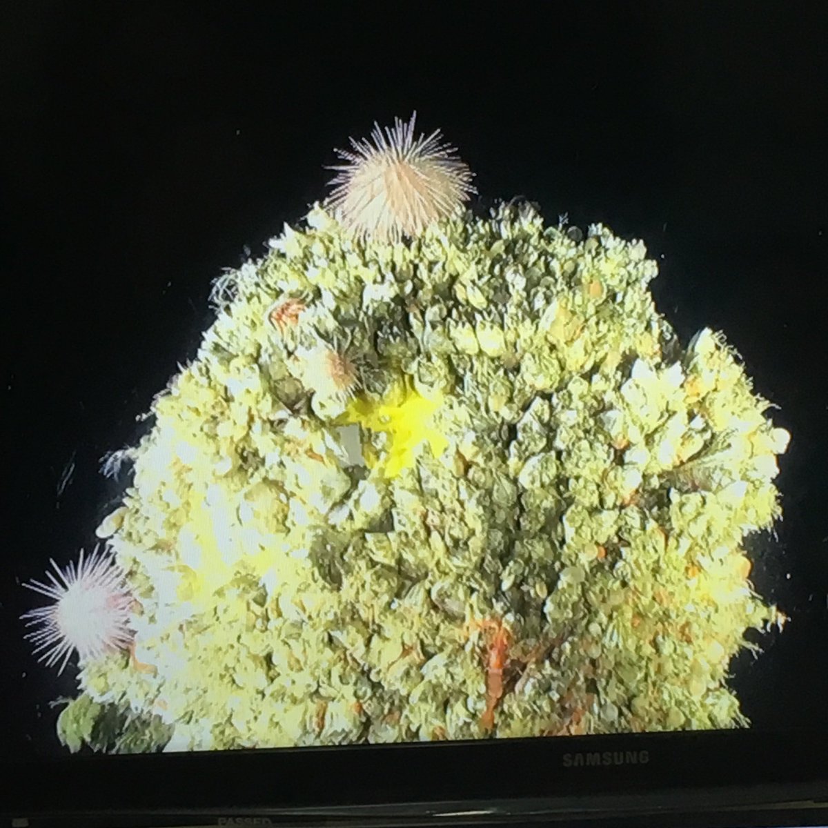 _CatWardell's tweet photo. A mooring that was deployed in 2011 at 1000m water depth in the #Darwinmounds is coming to the surface! A shrimp and a hermit crab are holding on for the ride. @NOCnews @CLASS_UKRI @unisouthampton @JNCC_UK @EdinburghUni @ScotMarineInst https://t.co/SUqqEQA4Sf