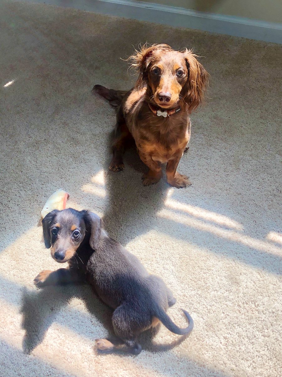 🐾🐾 My mom could not last a single day without our “pitter-patter“ footsteps behind her 🐾🐾
#dogsoftwitter #dachshund #doxielove #puppylove