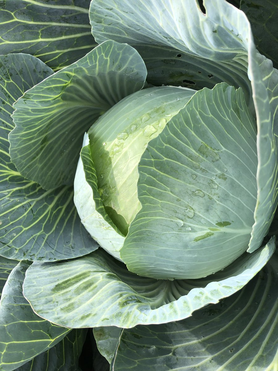 Tijd om de eerste Expect voor versmarkt en straks lange bewaring te snijden. Zuivere kool, de hoge tripsdruk goed doorstaan 💪🏻 @BejoZaden #cabbage #sluitkool #kôôl