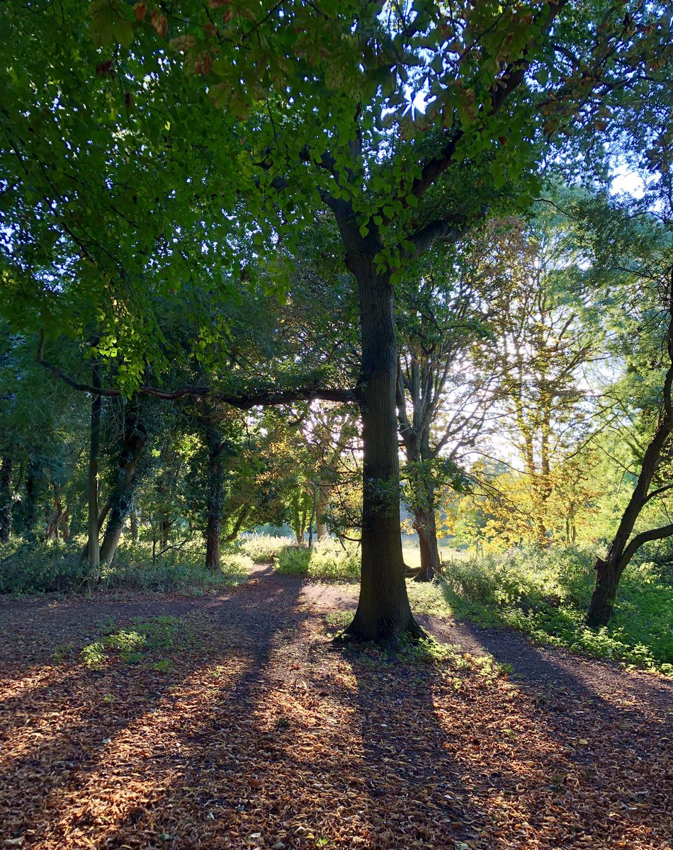 bdm4666's tweet photo. Autumn evening in the Garden City  #Letchworth #Autumn #NortonCommon @DiscoverLGC https://t.co/c0tuwGM486