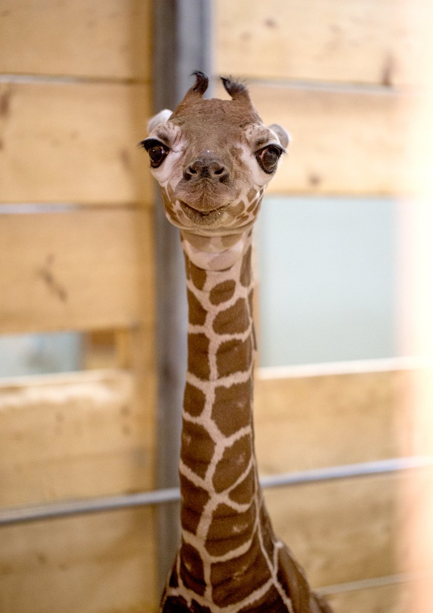 🚨BREAKING NEWS🚨

Como Zoo is excited to welcome a new baby giraffe to its herd. Coming into the world at over six feet, the baby is standing tall with mother Clover shadowing over him.