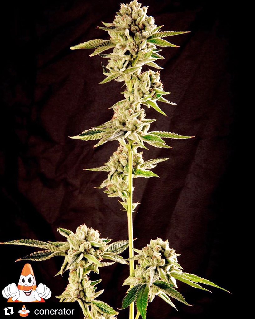 RareDankness's tweet photo. #Repost @conerator with @make_repost
・・・
#scottsog
🌲Grown by @conerator
🌱 Genetics by @raredankness
Finished 63 days All gas ⛽️ and earth 👃🏼 with heavy indica couch-lock . .
.

#marijuana #pot #advancednutrients #indica #dank #stoned #couchlock #raredankness #raredank https://t.co/0aUEoZpSzb