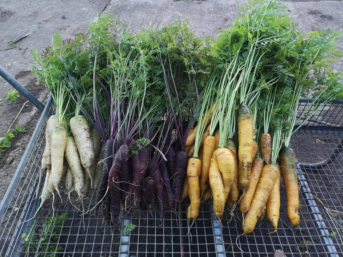 NurseryCraigend's tweet photo. Who says carrots have to be orange
#heritagecarrots #Homegrown #localbusiness #zerofoodmiles https://t.co/kwPEfxsCf5