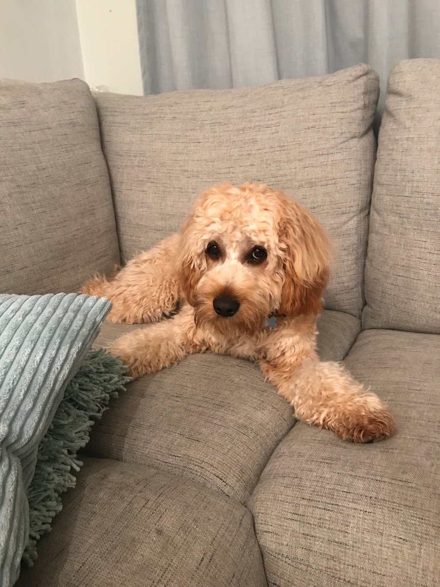 McKTraining's tweet photo. 2 hours of zoomies and he’s not even supposed to go on the sofa but really, that face 😂🙈😍 #nawty #cavapoo #officedog #bemoreFreddie https://t.co/nLM0lKZe6U