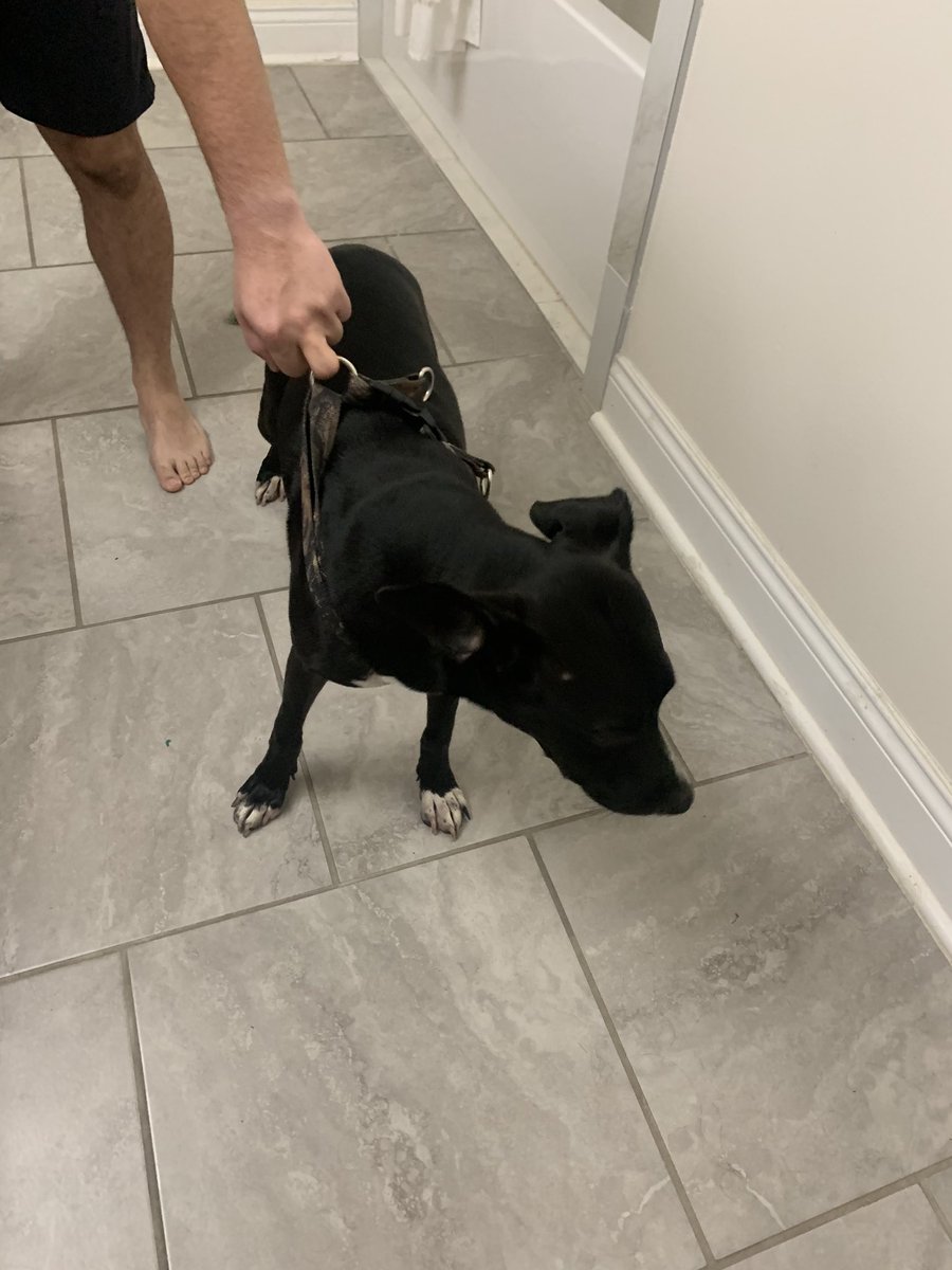 jiannablake's tweet photo. Dog found around 6am this morning in Broussard, La. Please retweet to help me find the owner! https://t.co/mXEeOXyeFU