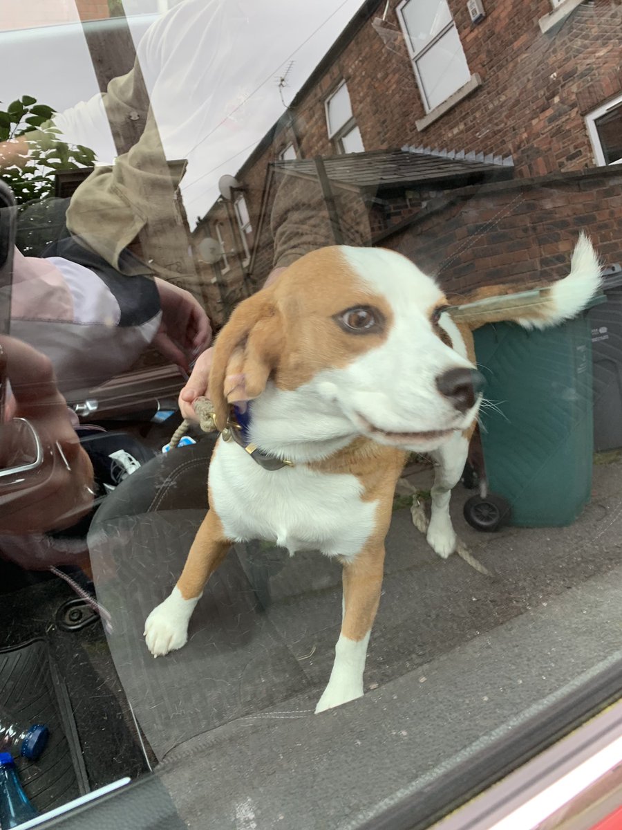 dogsofjupiter tweet picture
