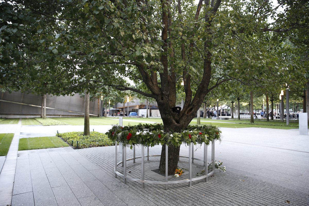 9/11 Memorial & Museum on X: The Survivor Tree is a symbol of hope,  healing and resilience. Each year, seedlings from the Survivor Tree are  given to communities affected by violence and