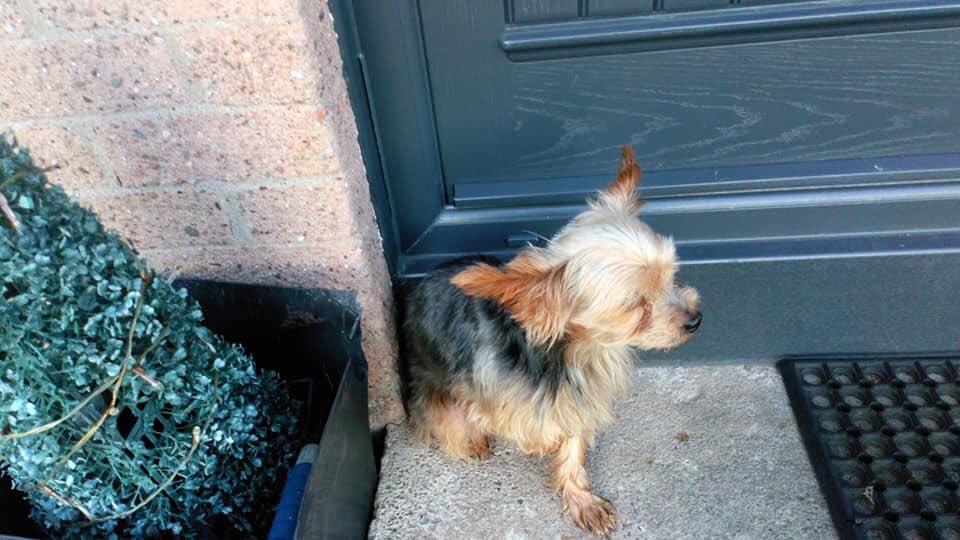 veryluckypugs's tweet photo. 🆘🆘 Found this wee dog at the bottom of Monkstown if anyone is missing him please let me know. Friend is minding him as I can't bring him in with my two dogs, untill we can take him to a vet to check his microchip. @DoglostUK @gelert01 @rosiedoc666 @RachaelB100 https://t.co/PmC9LLv4iH