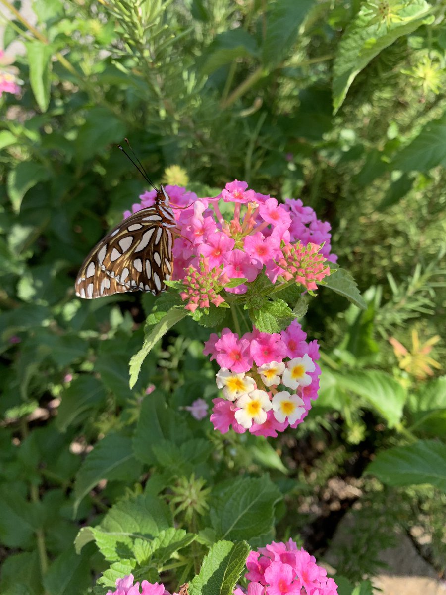 buskenbunch's tweet photo. One of our butterflies! We released it in the outdoor classroom. @MadisonHornets https://t.co/5Uwvla92Yu