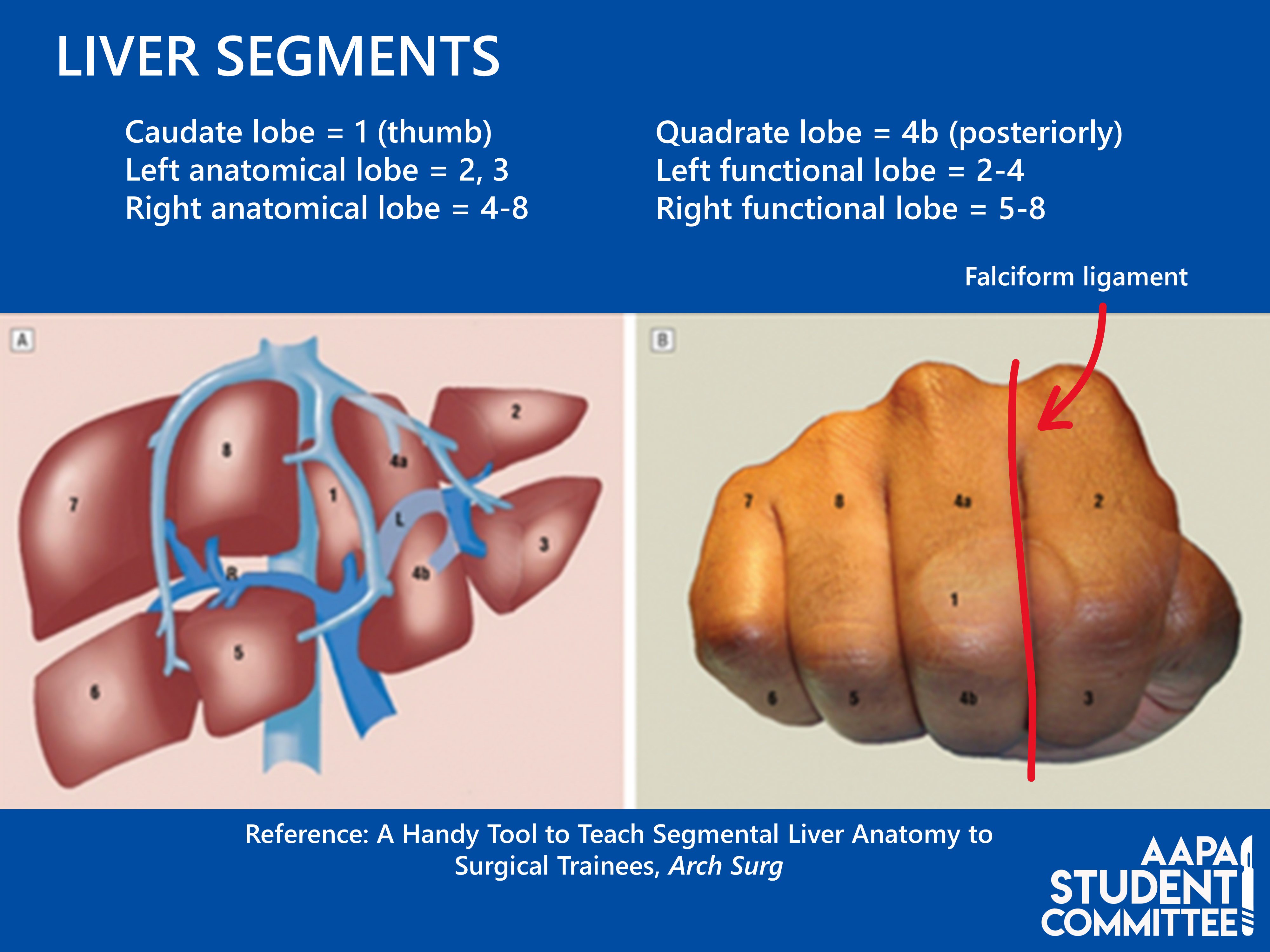 Segments liver The Radiology