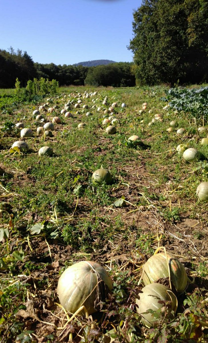 Segunda etapa del #CaminoIngles de #Neda al bello #Pontedeume. Hemos dejado atrás la ría de #Ferrol y entrado en la ría de <a href="/Ares/">G</a>, que me ha recordado a mi amiga <a href="/AresPat/">Patricia</a>.
Otro día de sol, castaños, puentes, mejillones, chipirones y <a href="/estrellagalicia/">Estrella Galicia</a> 
#CaminodeSantiago
