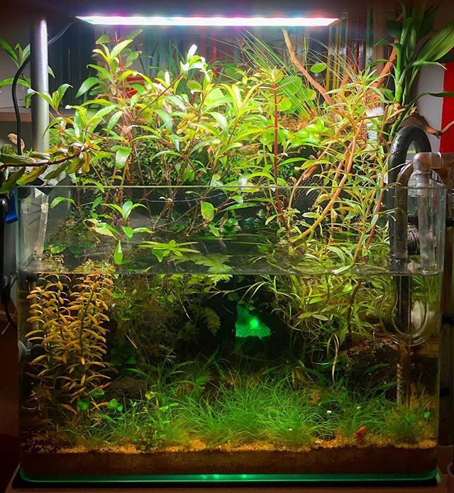 dperezgancedo's tweet photo. #plantedtank #aquaticplants #wabikusa #aquarium #emersedplants #moss #hydrocotyle #emersed #rotala #amaniagracilis #myriparium #ludwigia #alternantherareineckii #limnophilahippuridoides #eriocauloncinereum https://t.co/EWH5oCAc7M https://t.co/FcPlh4cXbc