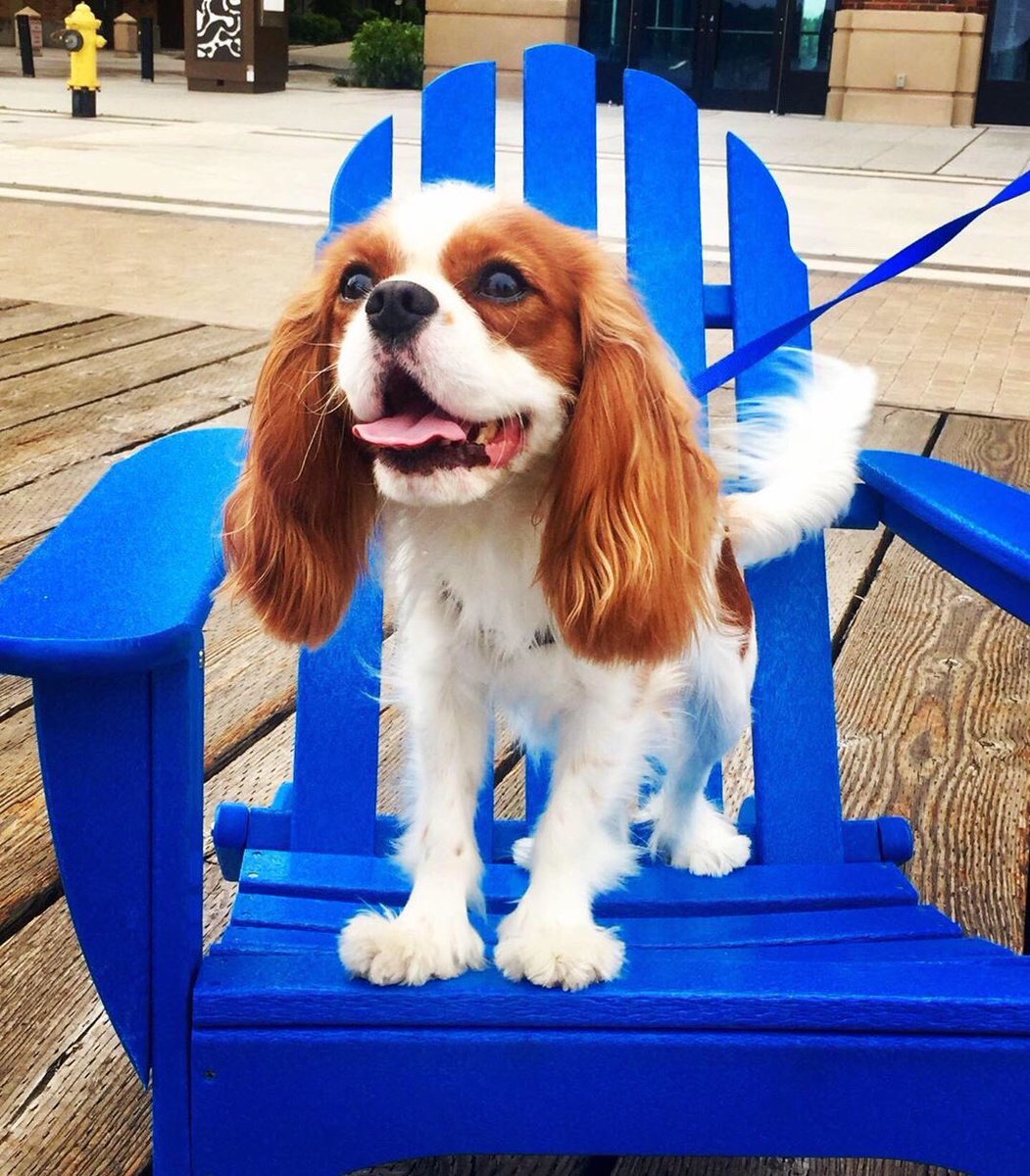 southport_life's tweet image. Everyone loves our Adirondack chairs! #SouthportLife is dog-friendly - we welcome pups throughout the office campus, #Hyatt hotel, Bristol Apartments &amp;amp; on the dock.
#DogsOfSeattle 
PC: IG’s @themarvelous_mrmarlo