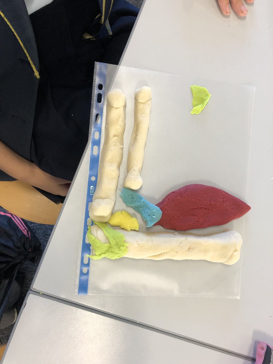 MrPettD's tweet photo. Playdoh with year 10 today creating the bones, ligaments, tendons and cartilages. #PracticalPE #OCR #PE #SkeletalSystem https://t.co/cWWht2QgaU