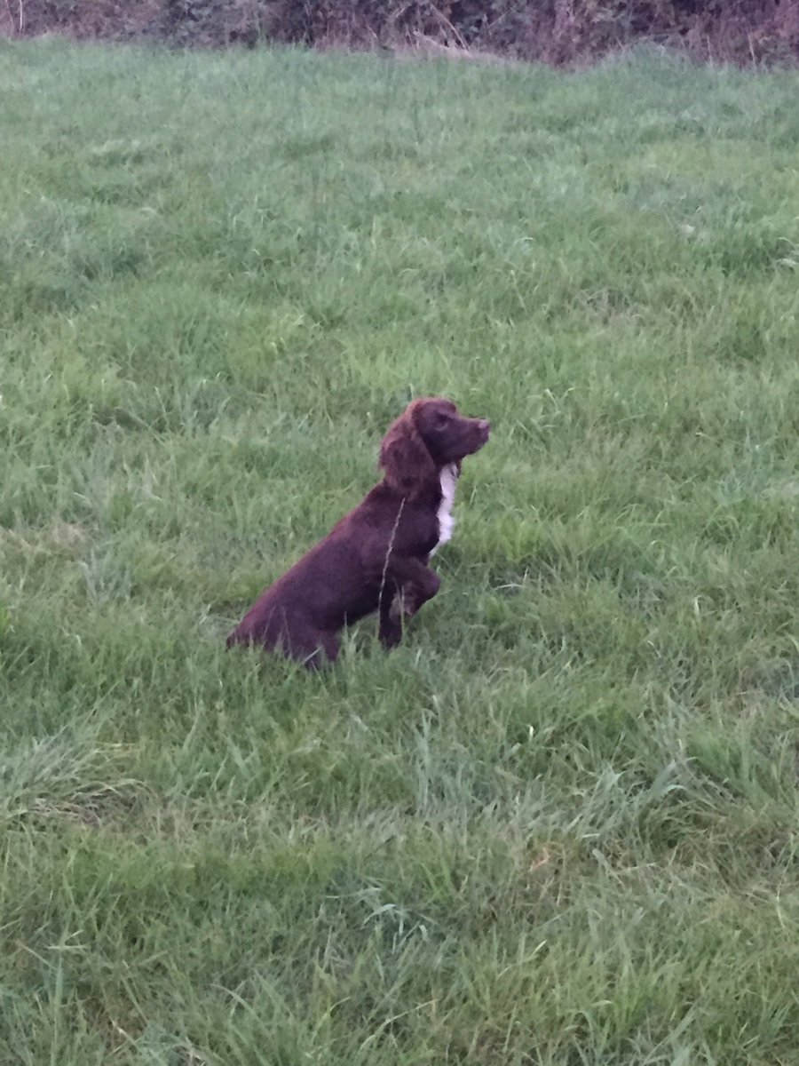 A brilliant start to the year with a working dog demonstration. We have never seen Milo so calm around a tennis ball! We even did some falconry! #yfcdogs