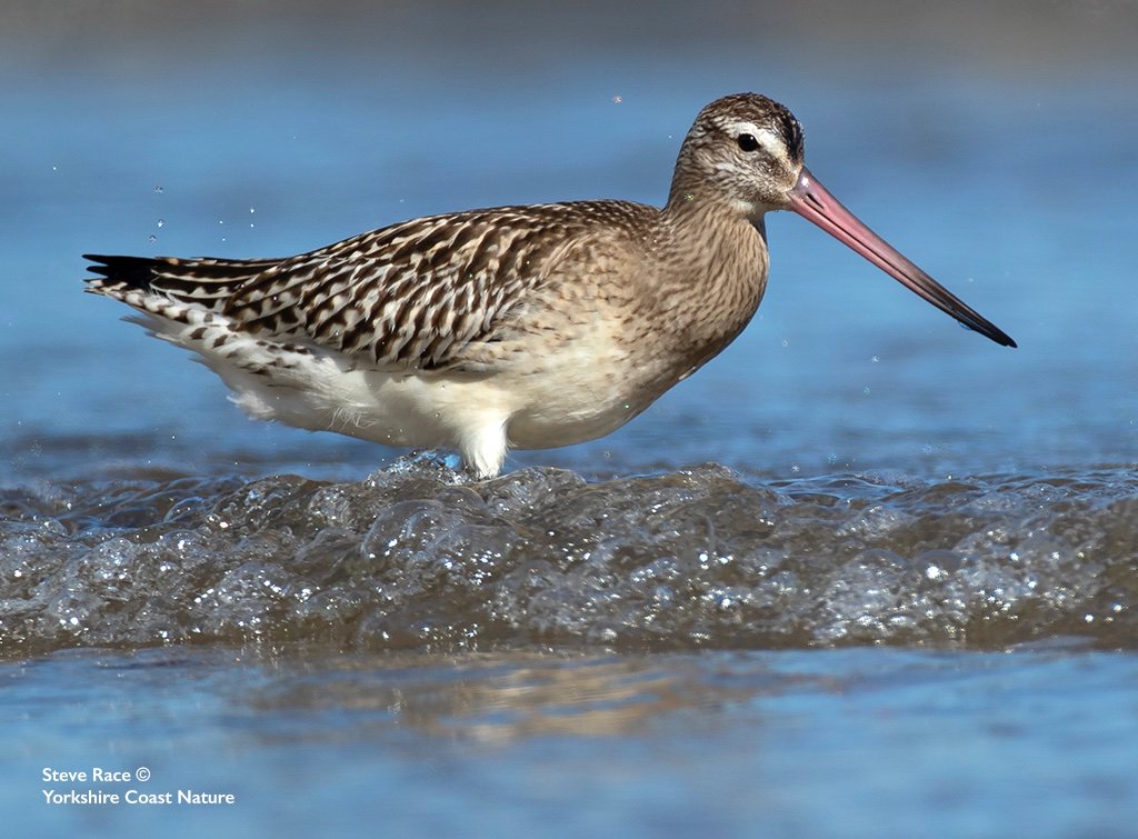 Bar-tailed Godwit
Scarborough | North Yorkshire | UK
<a href="/BirdGuides/">BirdGuides</a> <a href="/BirdwatchExtra/">Birdwatch</a> <a href="/YCNature/">YorkshireCoastNature</a> <a href="/vismigKC/">Keith Clarkson</a> <a href="/WildlifeMag/">BBC Wildlife</a> <a href="/Natures_Voice/">RSPB</a> <a href="/ScarboroughUK/">Visit Scarborough</a> <a href="/DiscoverCoast/">Discover Yorkshire Coast</a> <a href="/Scarborough_UK/">Scarborough UK</a> <a href="/NatureTTL/">Nature TTL</a> <a href="/CameracalLtd/">Cameracal Ltd.</a> <a href="/CanonUKandIE/">Canon UK and Ireland</a> #wadermagic