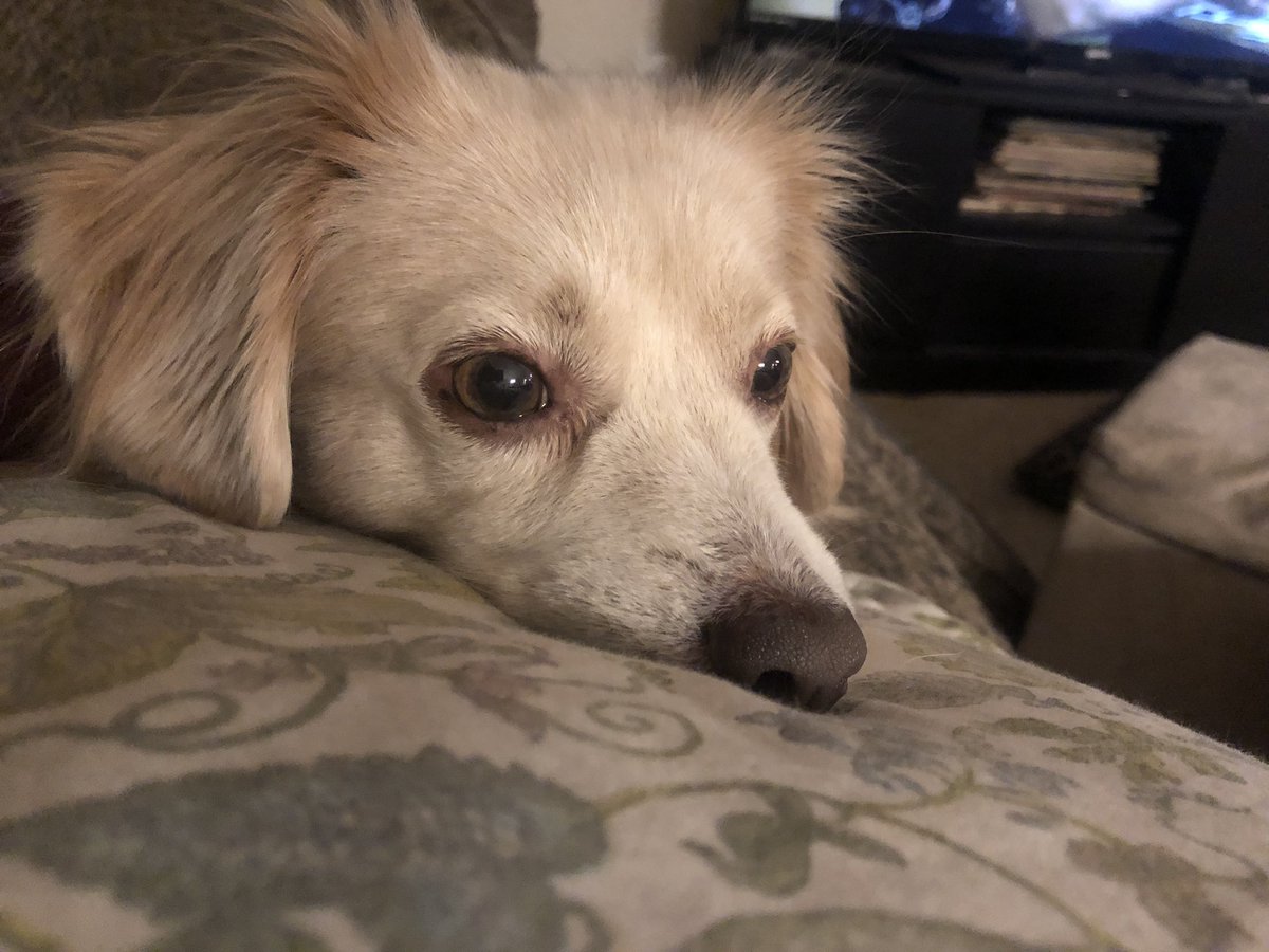 LunaAndTucker's tweet photo. Scoping mom’s dinner 👀 https://t.co/OxOKZ8SHFY