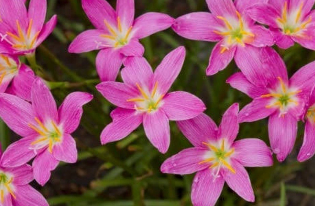 じん 今日のピックアップ ゼフィランサス 花名の由来 属名の学名zephyranthes ゼフィランサス はギリシア語のzephyros 西風 ゼピュロス と Anthos 花 が語源になります この属の多くの種は雨が降って球根が潤うと花茎をのばして開花する性質が